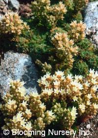 Rosularia chrysantha